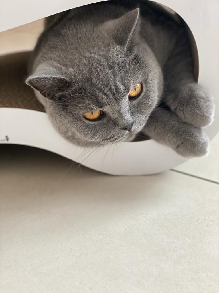 Design Katzenmöbel Singha M weiß